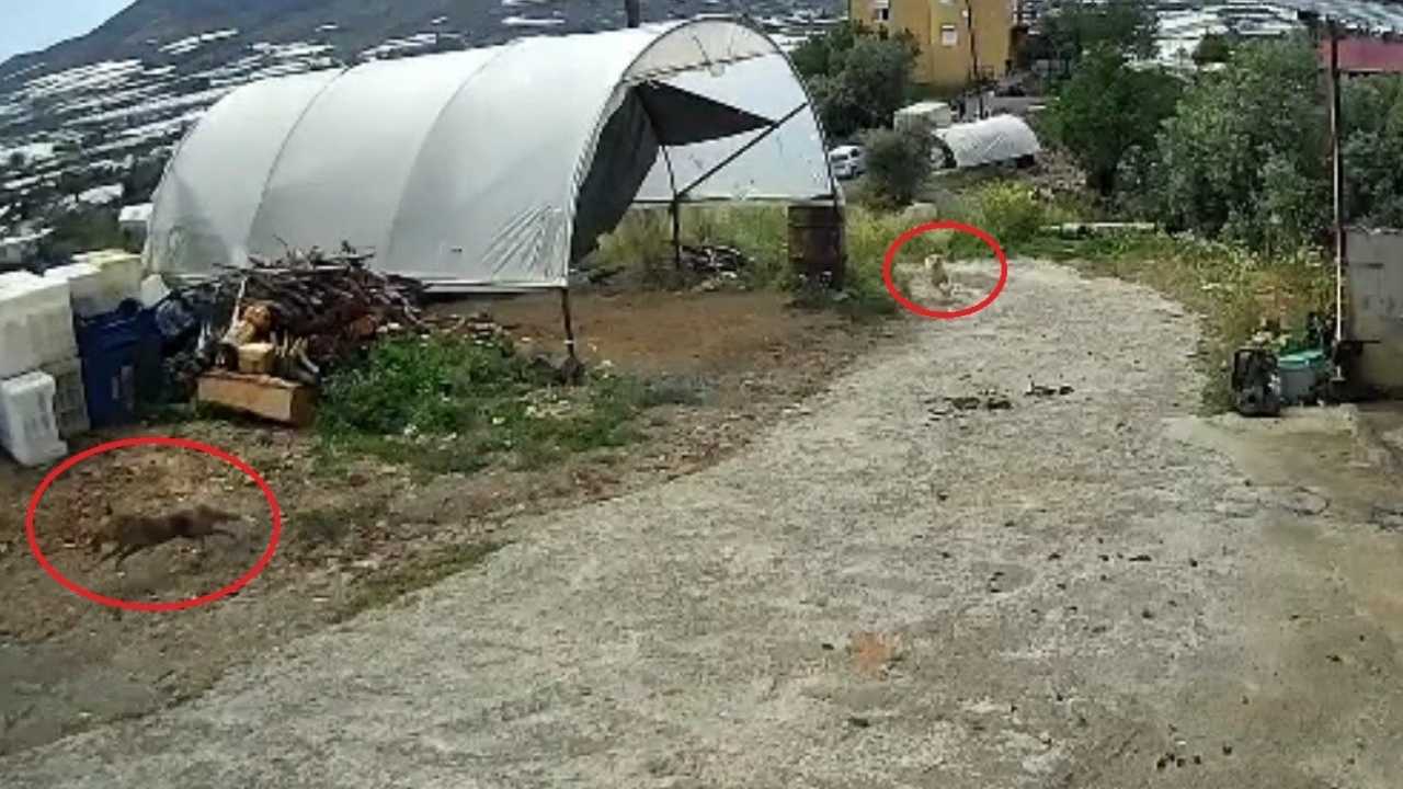 Antalya’da Tilkinin Tavuk Keyfi Yarım Kaldı İşte O Anlar…2