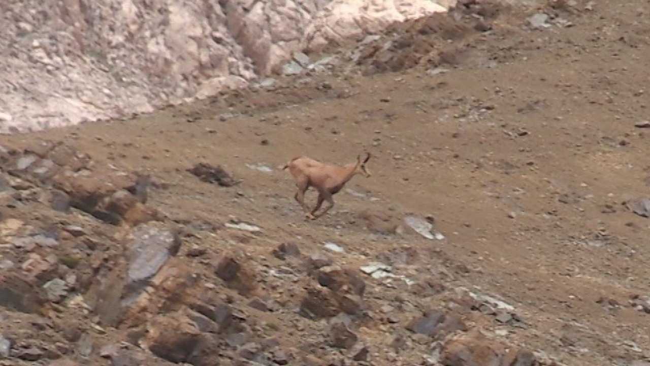 Antalya'da Yasa Dışı Avcılığa Suçüstü2