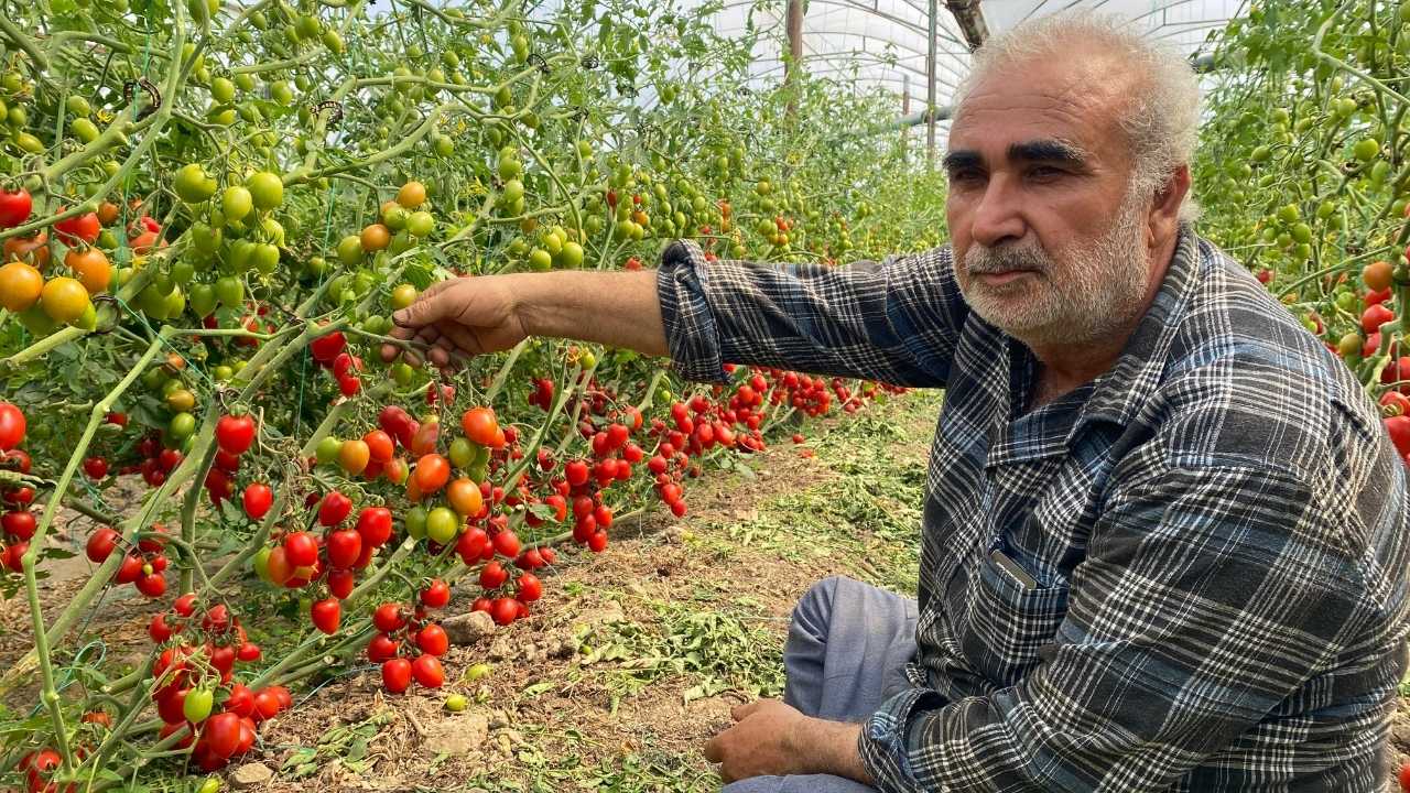 Antalyalı Çiftçinin Domates Feryadı Çürümeye Bıraktı…2