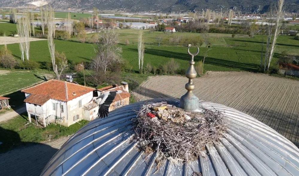 Elmalı'da Leylek 15 Yıldır Aynı Cami Kubbesine Yuva Kuruyor