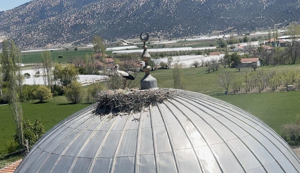 Elmalı'da Leylek 15 Yıldır Aynı Cami Kubbesine Yuva Kuruyor