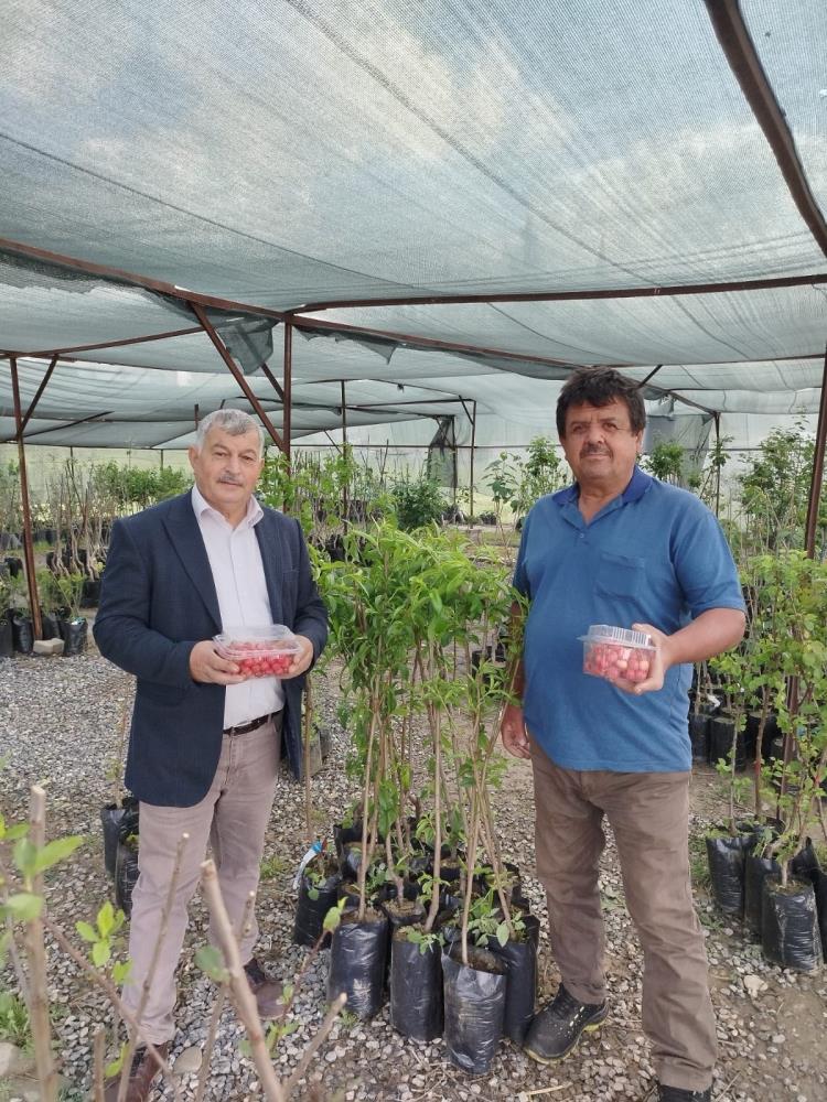 Gazipaşa’da Kiraz Hasadı Başladı! 1000 TL’den Alıcı Buldu
