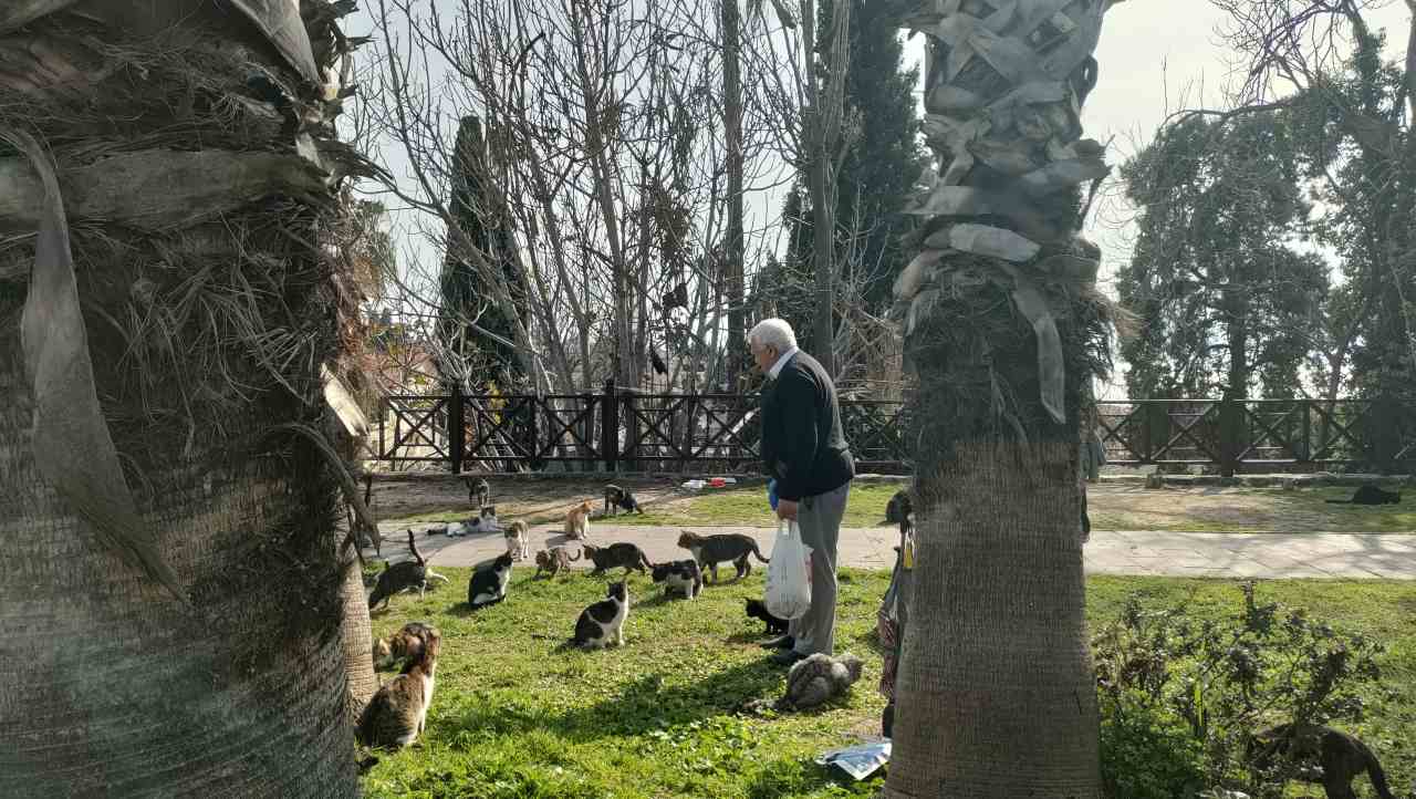 Antalya'da Kedilerin Örnek Babası 2