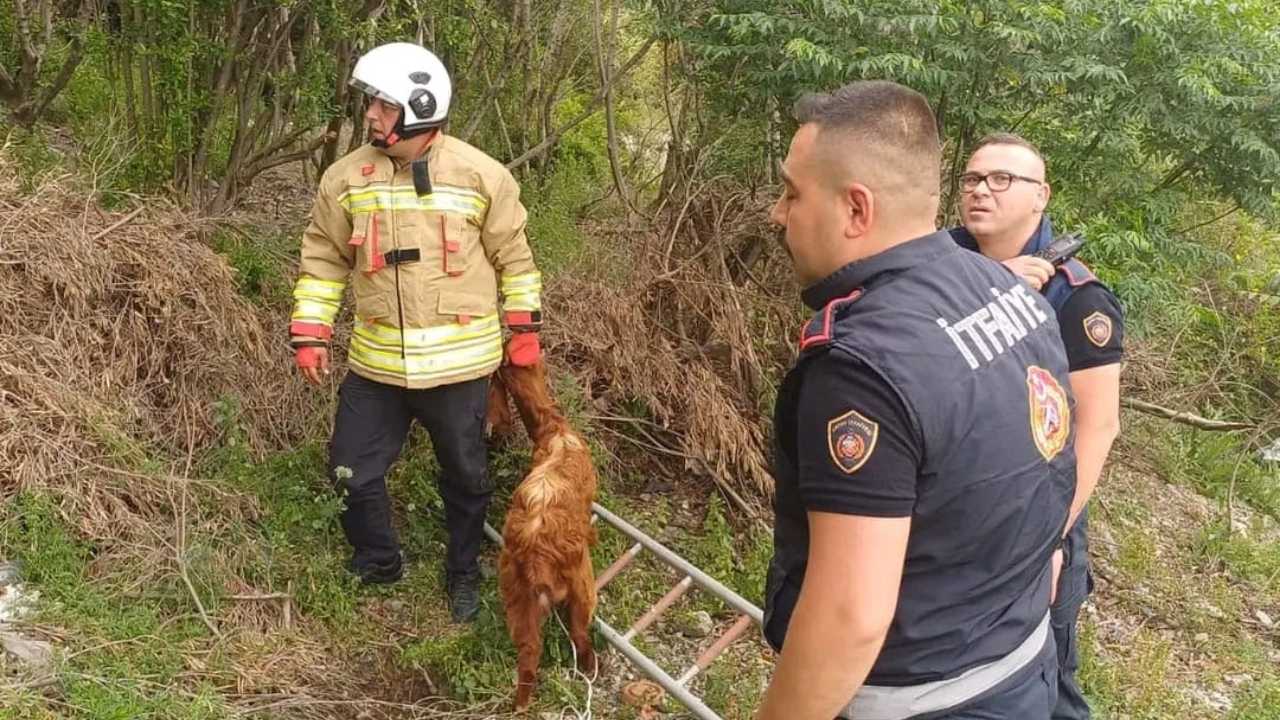 Hatay’da Çukura Düşen Keçiyi İtfaiye Kurtardı2