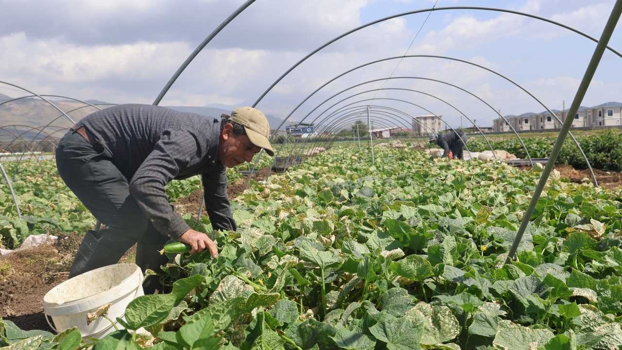 Hatay’da Don Zararı Gölgesinde Salatalık Hasadı 2