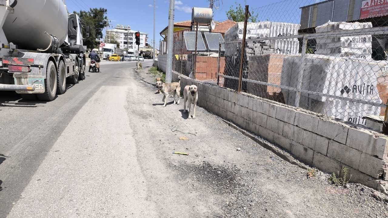 Hatay’da Kuduz Alarmı Risk Bölgesi İlan Edildi2