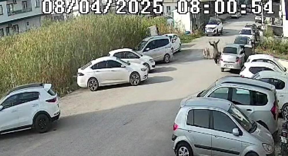 Hatay'da Sokak Köpekleri Yürüyüş Yapan Yaşlı Kadına Saldırdı