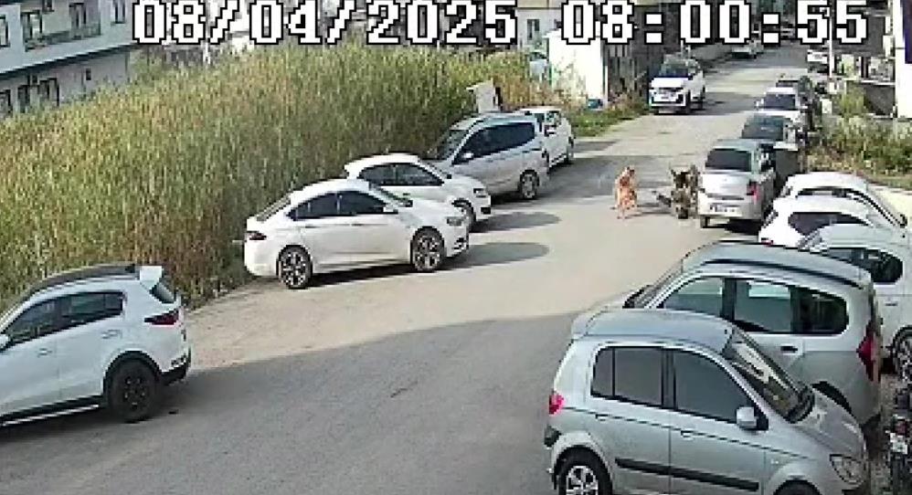 Hatay'da Sokak Köpekleri Yürüyüş Yapan Yaşlı Kadına Saldırdı