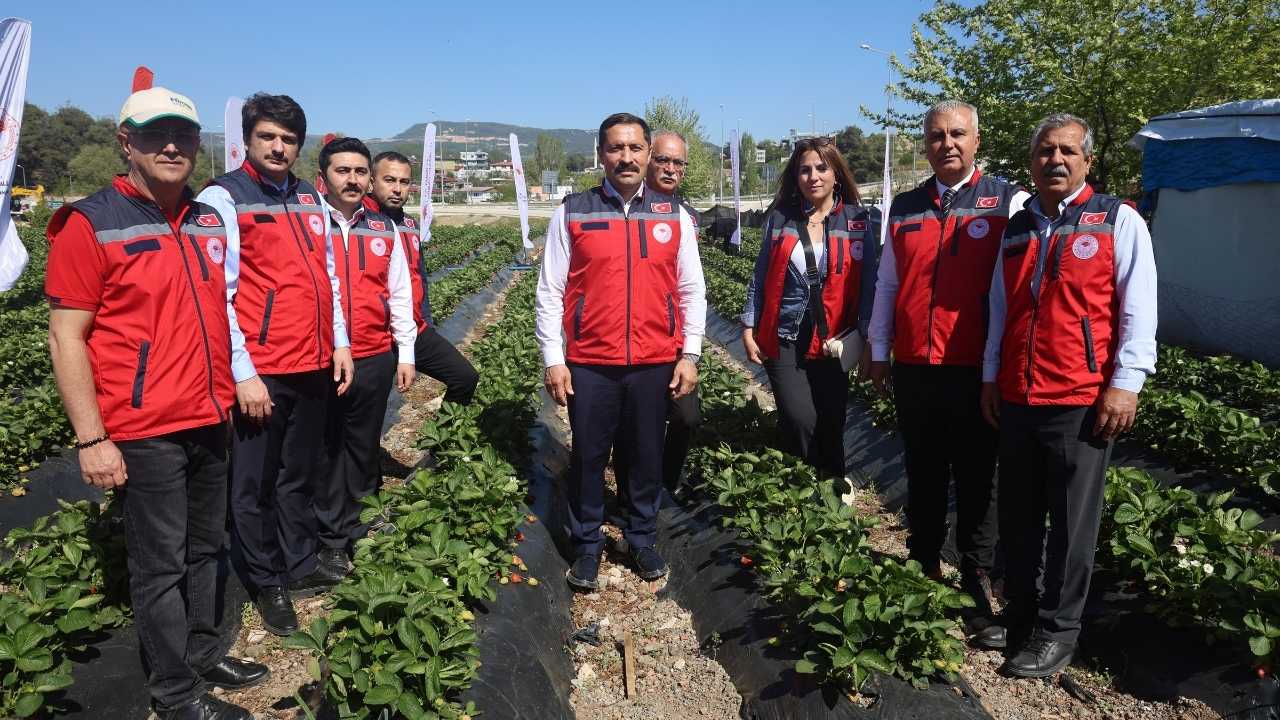 Hatayda Yayladağı Çileğinde Hasat Başladı2