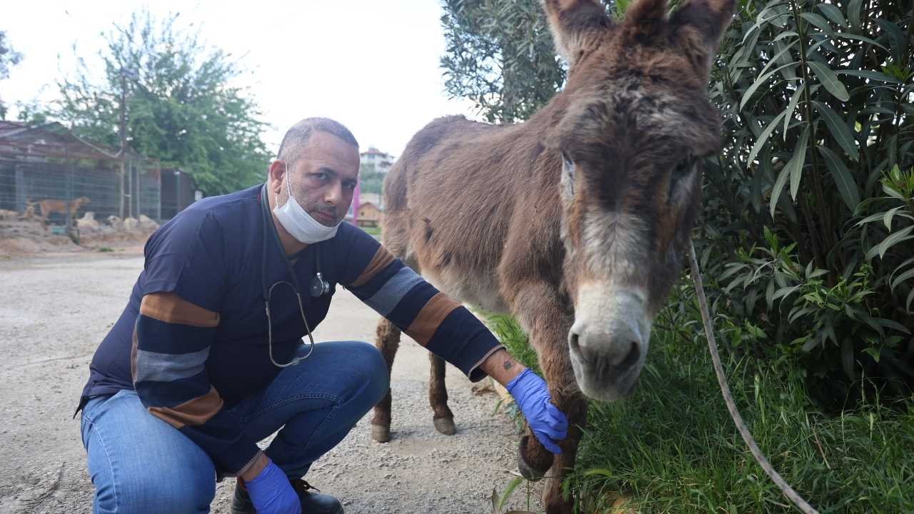 Hatay’da Zavallı Eşeğe Bilerek Arabayla Çarptı!2