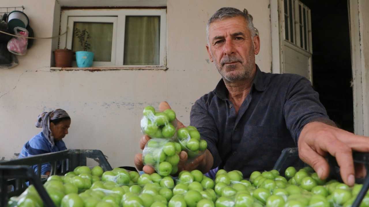 Hatay’ın Can Eriğinde Hasat Beklentisi 1,5 2 Ton2
