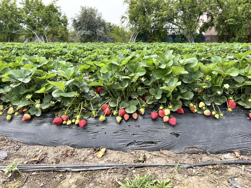 Hataylı Çiftçi Çileklerini Zirai Dondan Ateş Yakarak Kurtardı