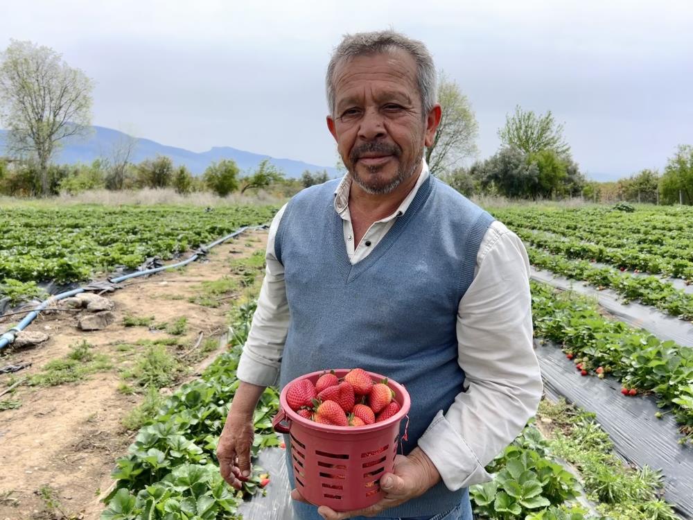 Hataylı Çiftçi Çileklerini Zirai Dondan Ateş Yakarak Kurtardı