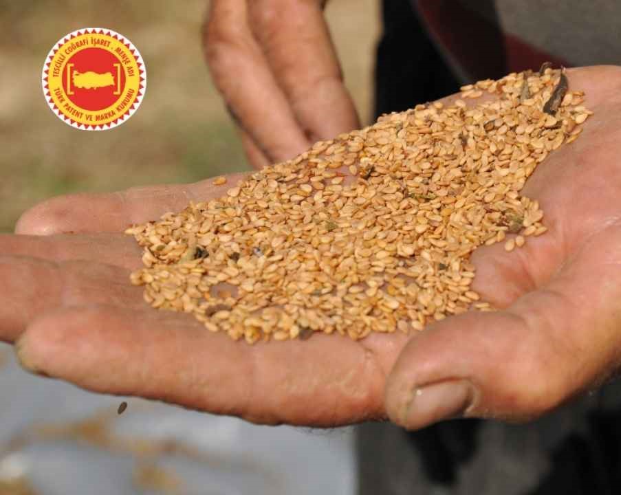 Japonya'daki En Ünlü Suşi Restoranlarında Manavgat Susamı Kullanılıyor 2