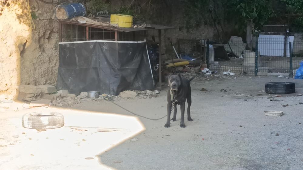 Manavgat'ta Motosikleti Köpek Kulübesinin Arkasına Sakladı