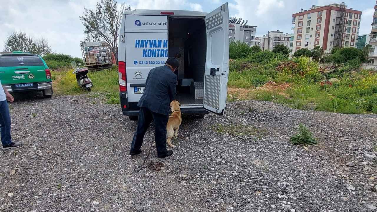 Muratpaşa'da Tüp Kamyonuna Bağlanan Köpeğin Sahibine Ceza 2