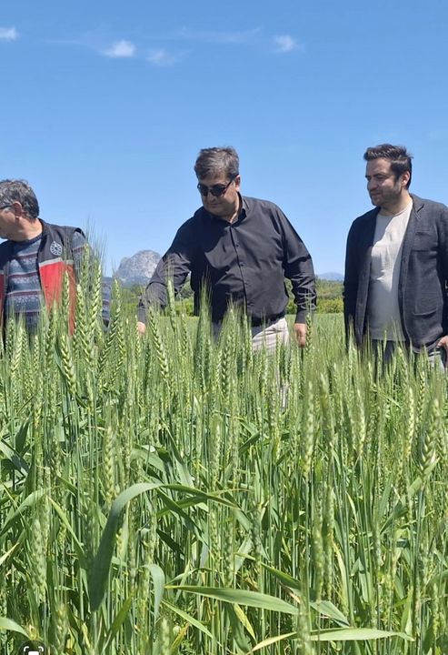 Serik'te Buğday Üretimi Zirvede! 45 Bin Ton Buğday Bekleniyor 3