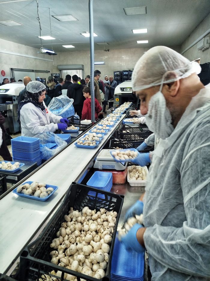 Türkiye'de O Sebzenin Yarısı Korkuteli'nden Karşılanıyor