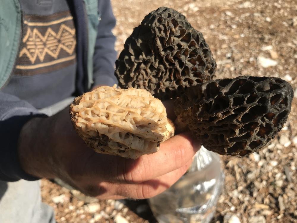Binlerce Liralık Hasat: Toroslar’da Kuzugöbeği Bereketi12