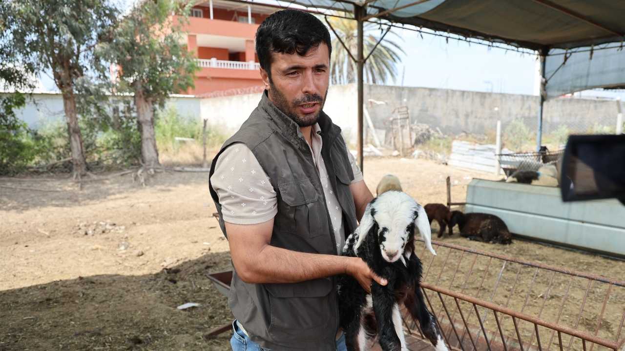 Adana'da Meraya Dökülen Zehir 77 Koyunun Sonu Oldu 2