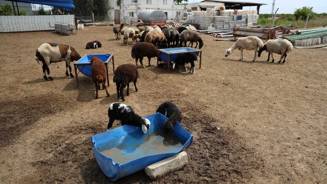 Adana'da Meraya Dökülen Zehir 77 Koyunun Sonu Oldu 3
