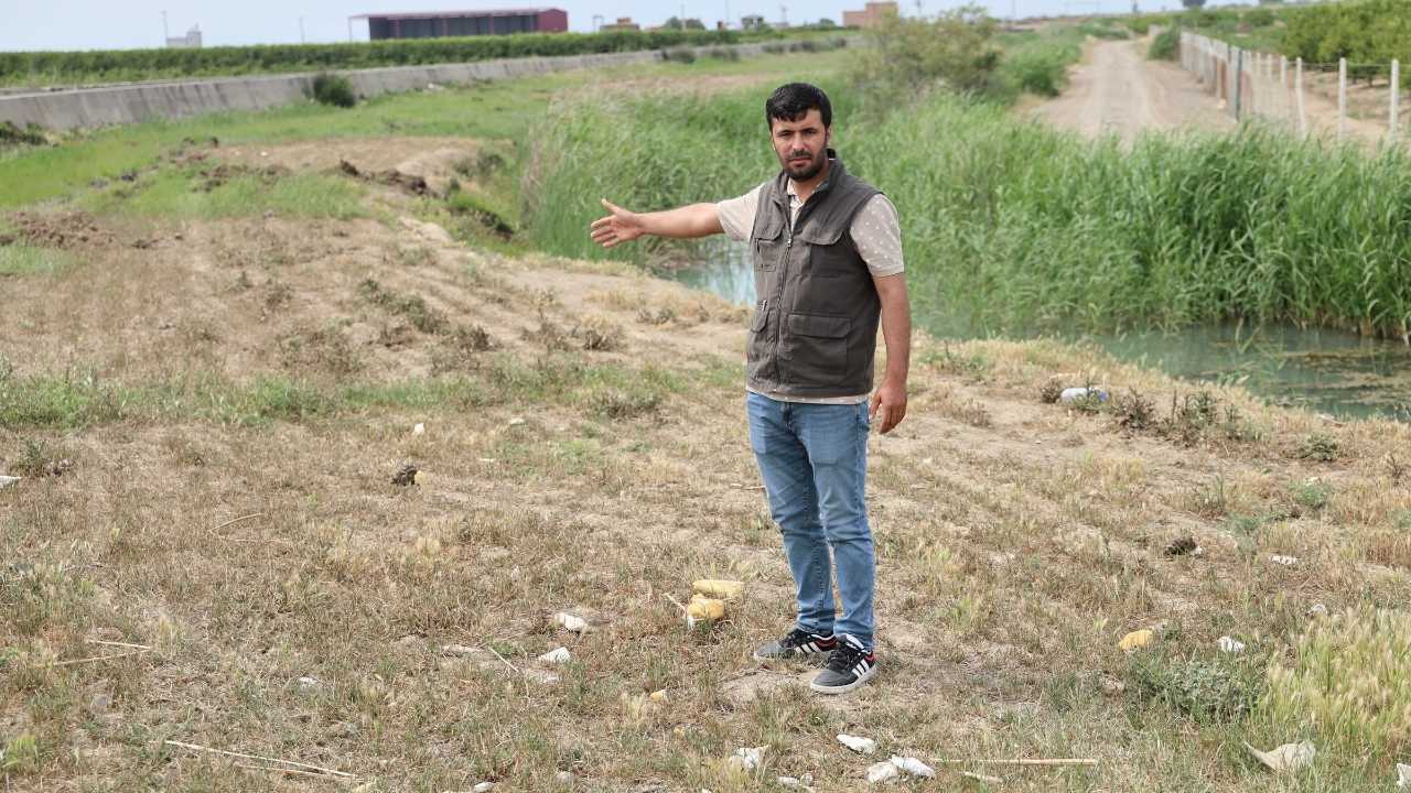 Adana'da Meraya Dökülen Zehir 77 Koyunun Sonu Oldu 4