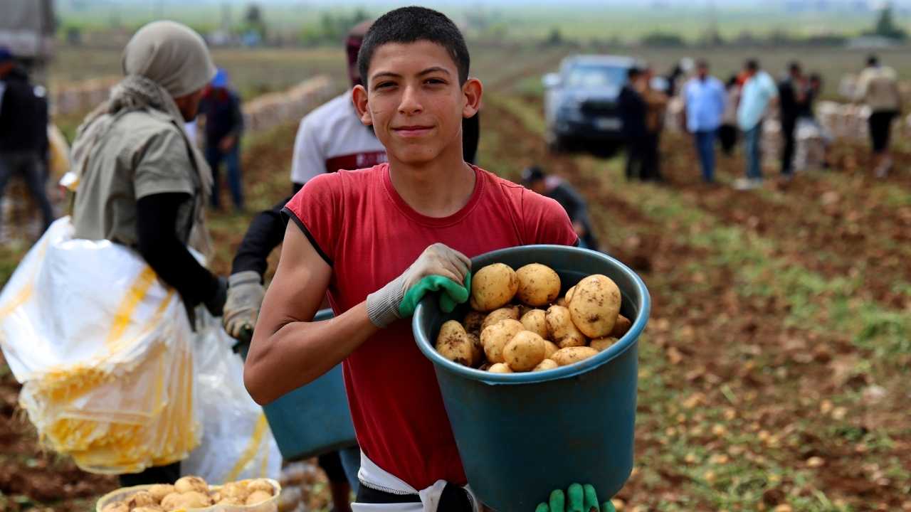 Adanada Patates Altın Gibi3