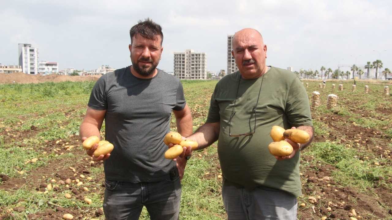 Adana’da Patates Rekoltesi Neredeyse Yarı Yarıya Düştü 3