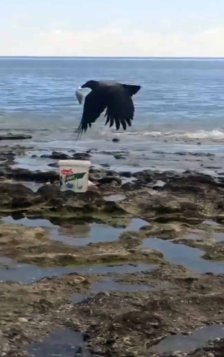 Alanya’da Karganın Balıkçıya Oyunu 2