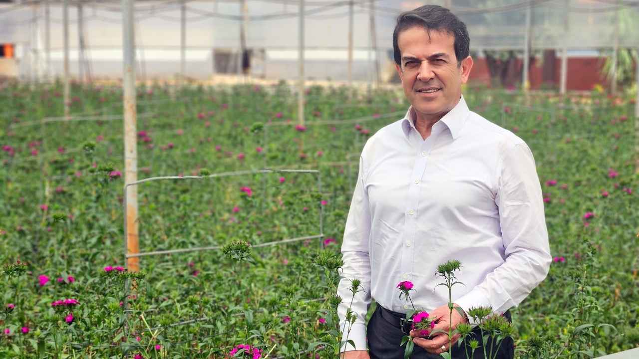 Antalya'da Üretilen İlk Yerli Karanfillerin Yüzde 85'I İhraç Ediliyor 2
