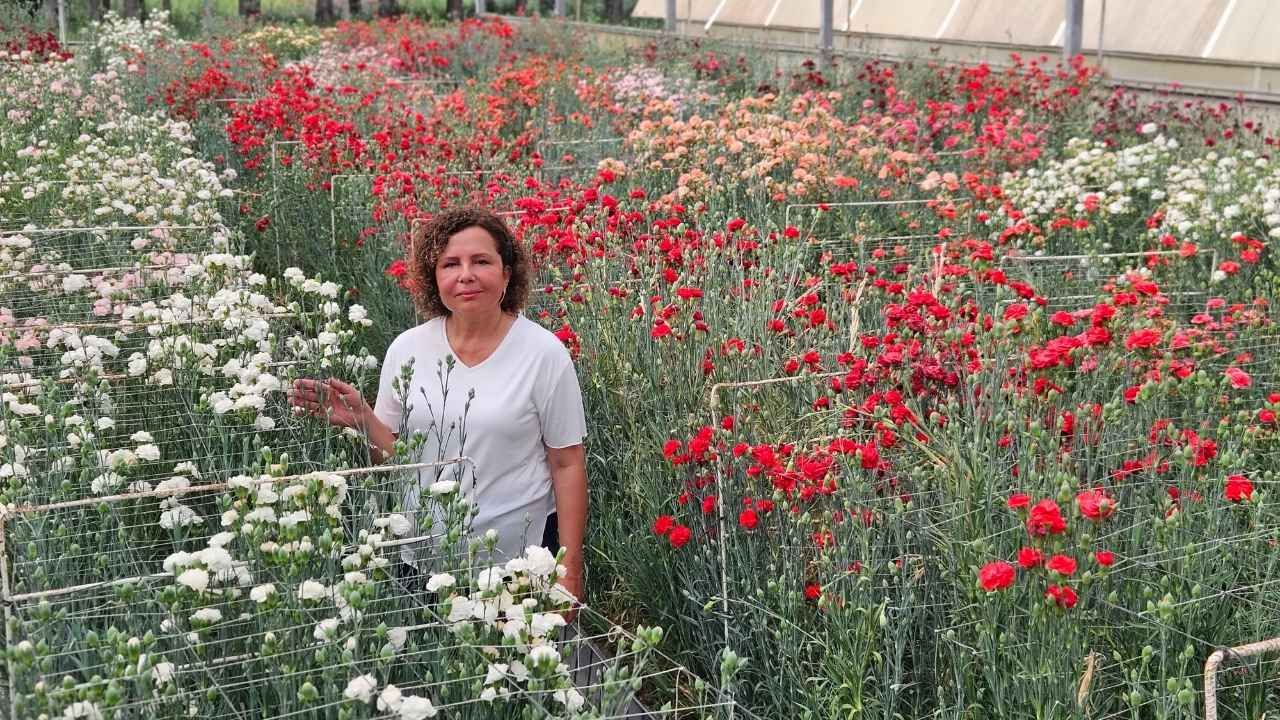 Antalya'da Üretilen İlk Yerli Karanfillerin Yüzde 85'I İhraç Ediliyor 5