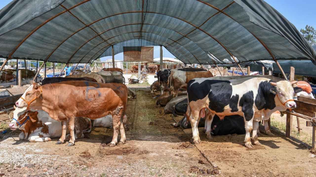 Antalya'dan Uyarı! İnternetten Kurbanlık Alırken Dolandırılabilirsiniz 3