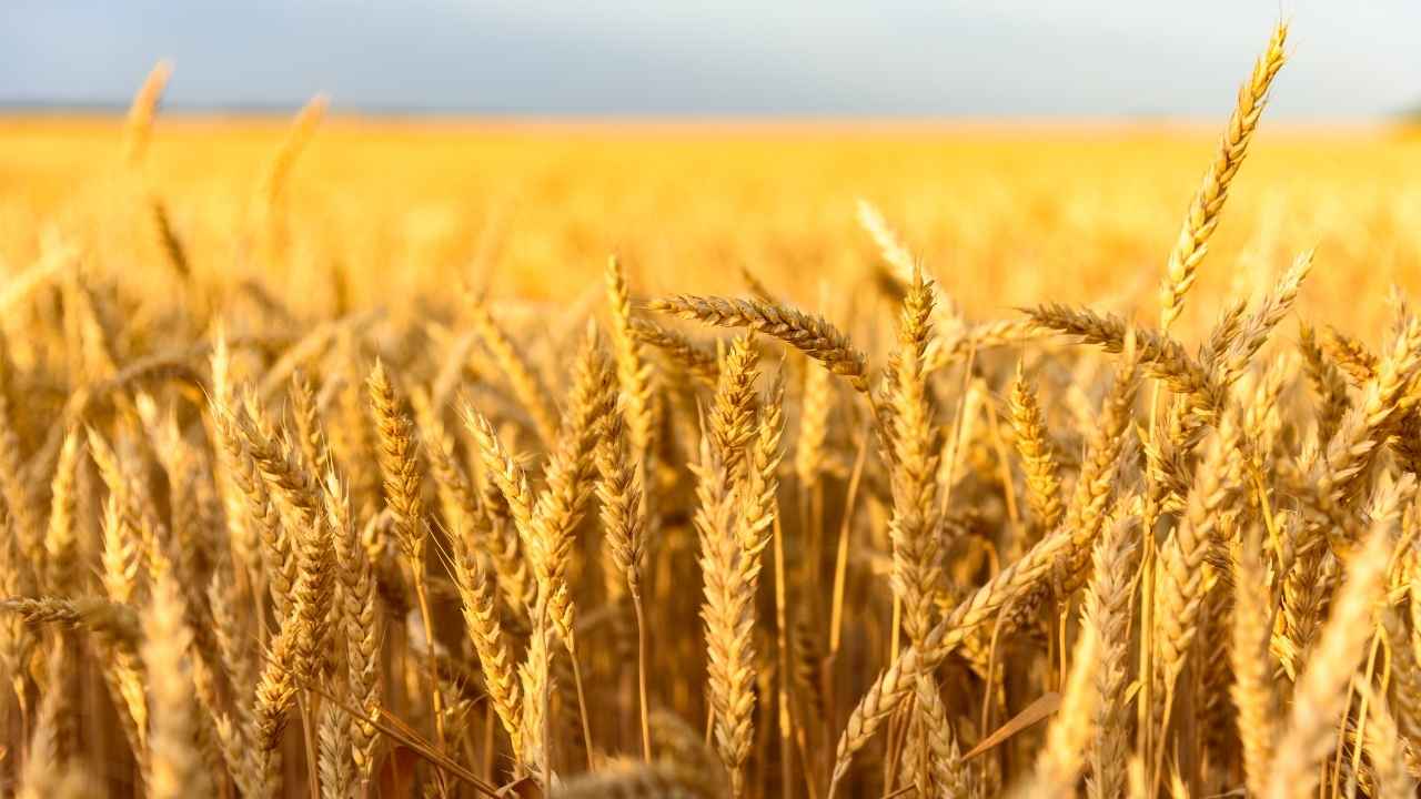Atb Meclis Üyesi Büyükselçuk Buğday Depolamak Artık Hayal 3