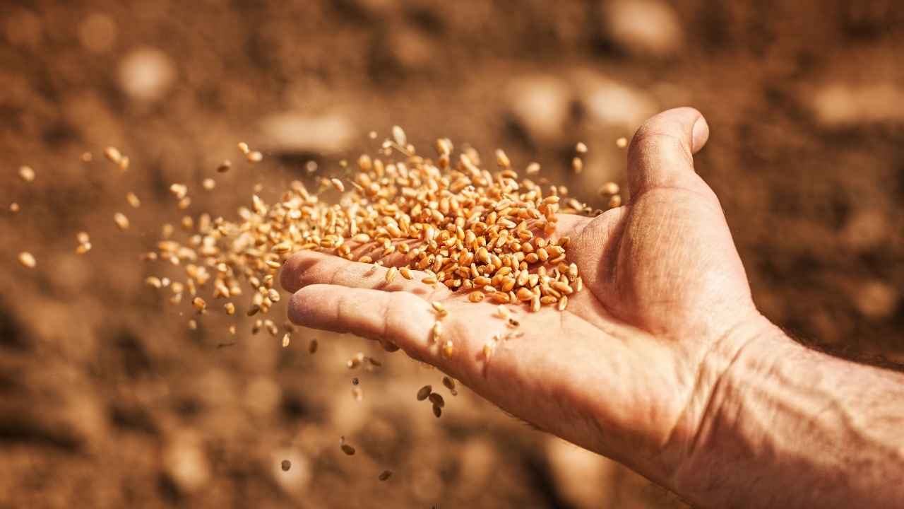 Atb Meclis Üyesi Büyükselçuk Buğday Depolamak Artık Hayal 4