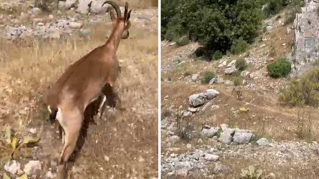 Finike Elmalı Yolunda Dağ Keçisi Bitkin Halde Bulundu 3