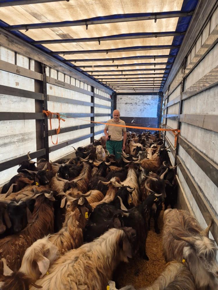 Gazipaşa’da Kurban Pazarı Hareketlendi