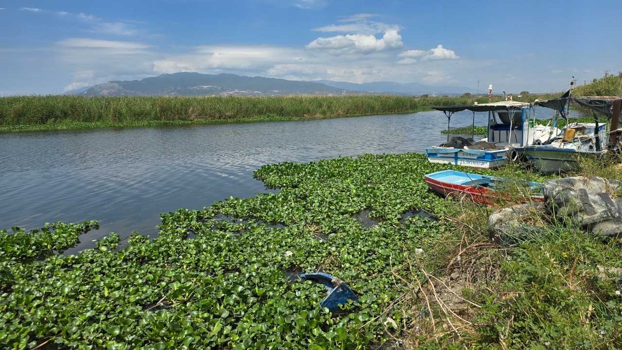 Hatay’da Asi Nehri'nde Balık Ölümleri Artıyor 3