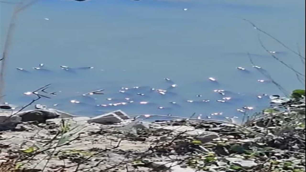Hatay’da Asi Nehri'nde Balık Ölümleri Artıyor 4
