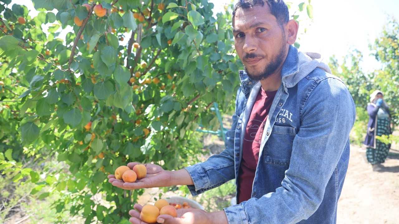 Hatay’da Bahçeden 35 Tl’ye Çıkan Kayısı Raflarda 70 Tl2