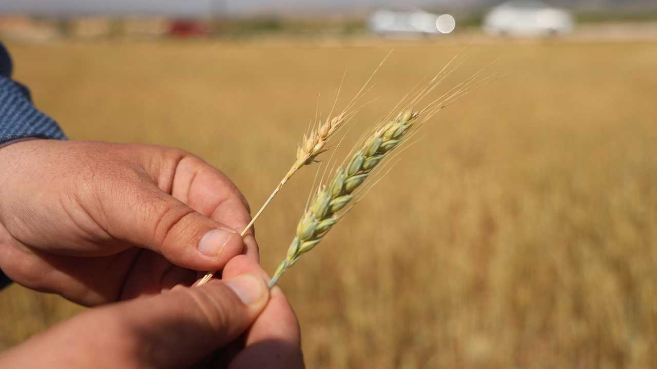 Hatay’da Buğdayın Başağı Var Tanesi Yok2