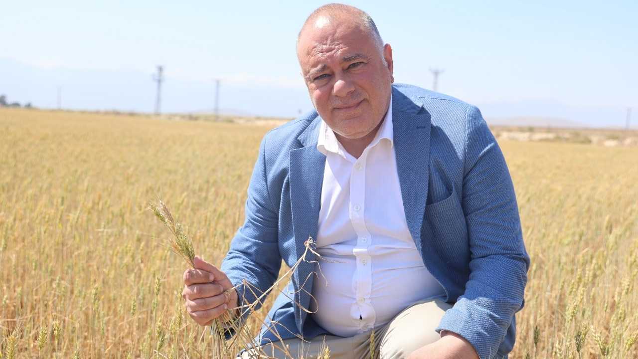 Hatay’da Buğdayın Başağı Var Tanesi Yok3
