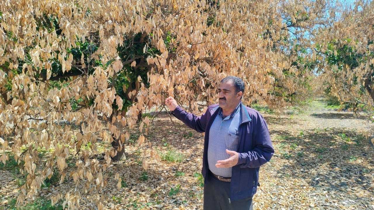 Hatay’da Don Felaketine Rağmen Umut Yeşeriyor 2