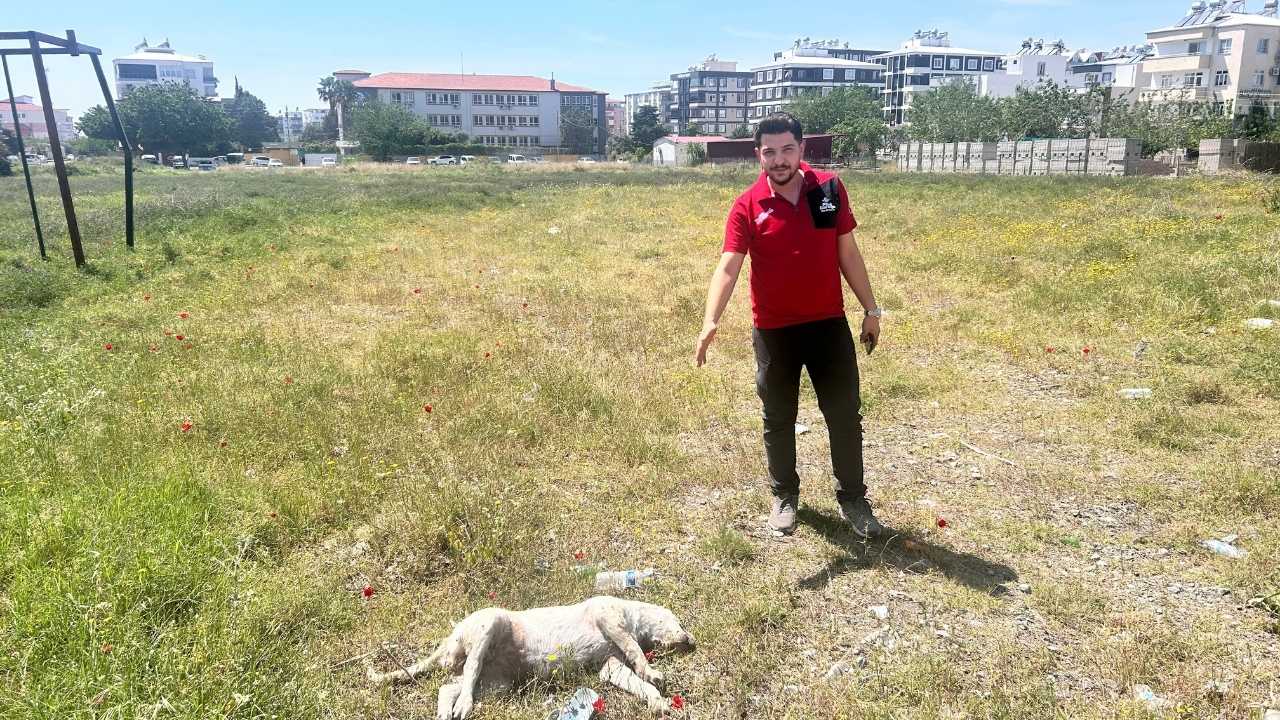 Hatay’da Dostunun Başında Bekleyen Köpek Yürek Burktu2