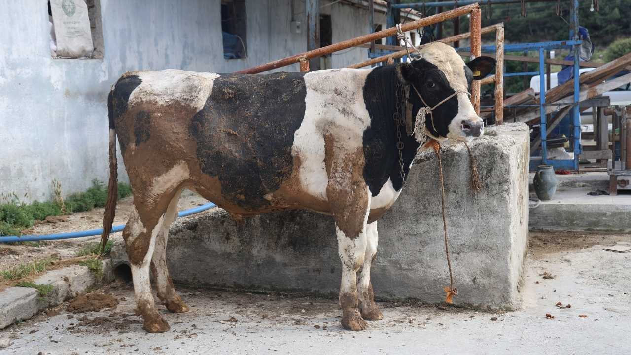 Hatay’da Sosyal Medyadan Kurbanlık Dolandırıcılığı3