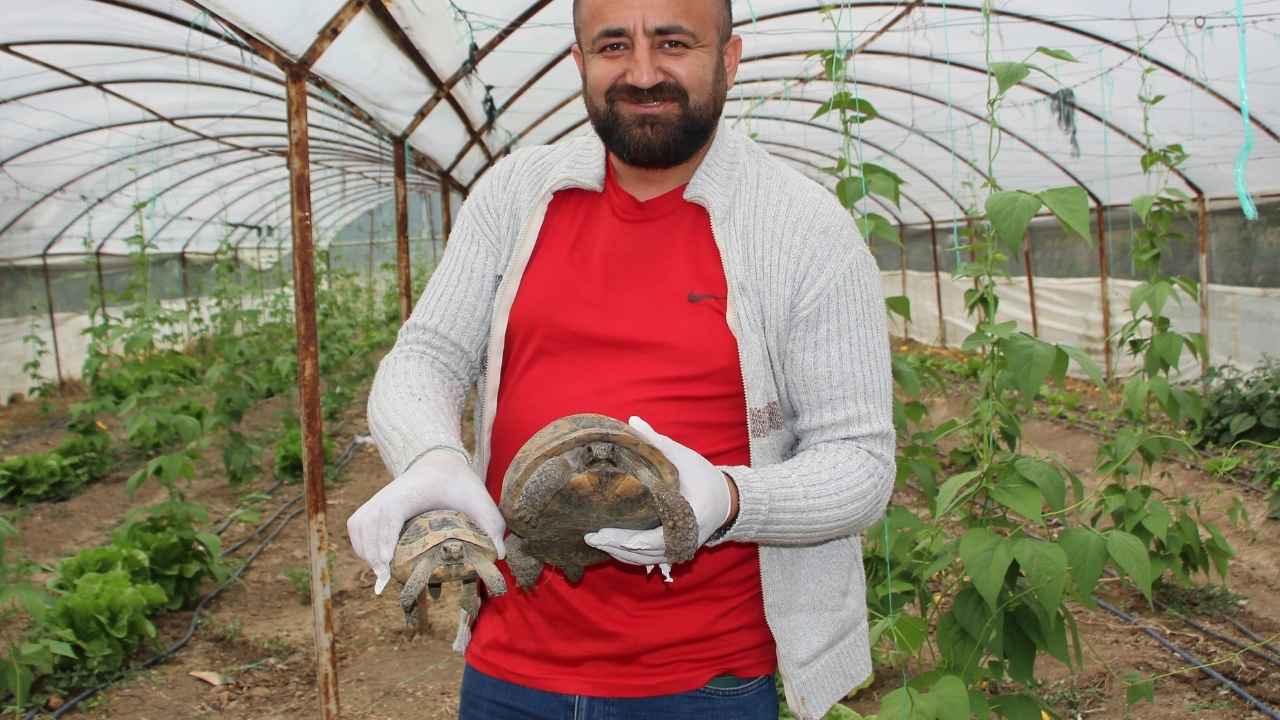 Kumluca'da Serasına Dadanan Kaplumbağayı İkna Etmeye Çalıştı 2