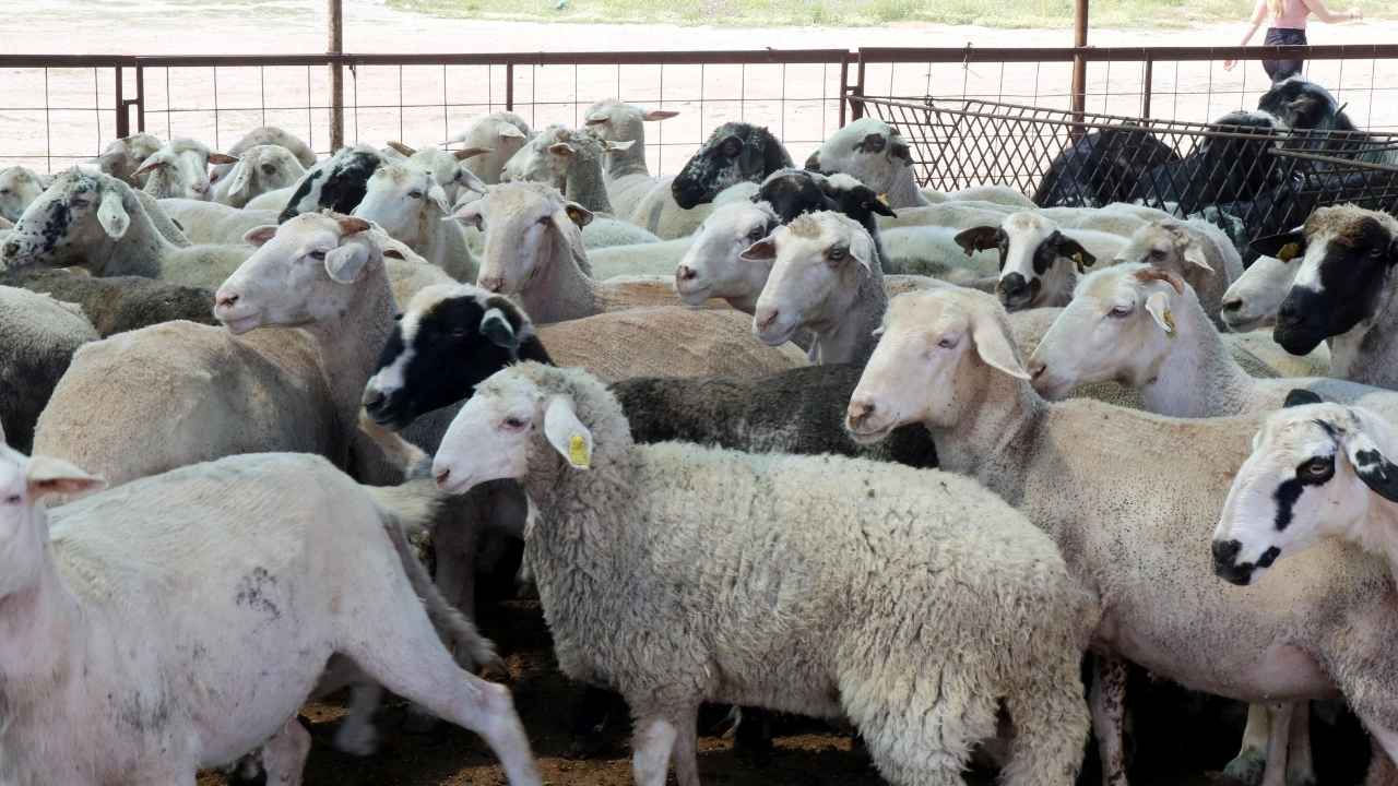 Kurban Pazarları Hareketlendi! 2025 Antalya Kurban Fiyatları Ne Kadar 3