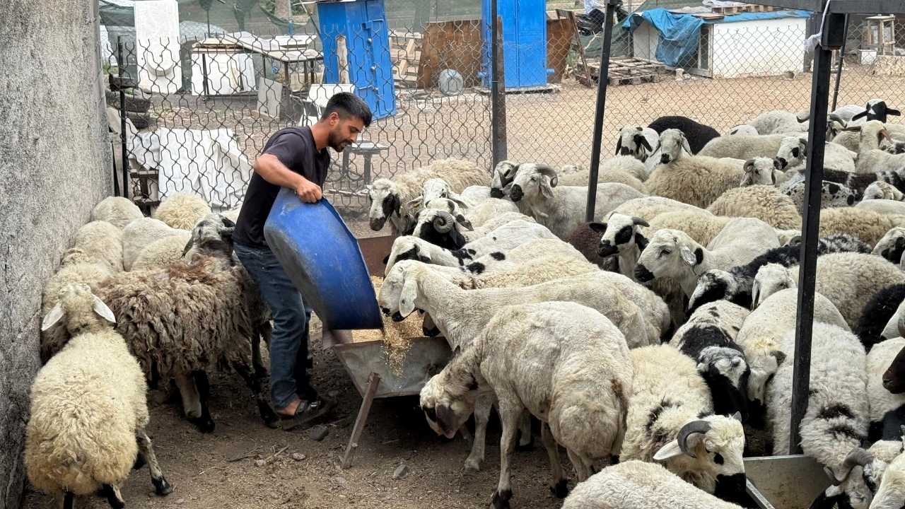 Kurbanlık Hilesine Dikkat3