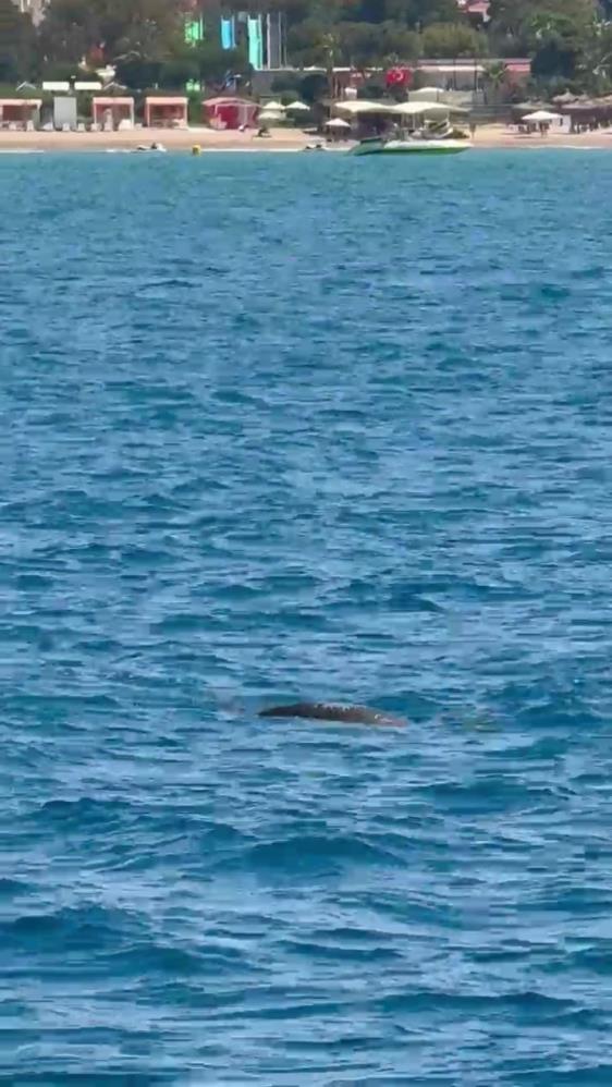 Manavgat'ta Akdeniz Foku Kalamarı Yerken Yakalandı