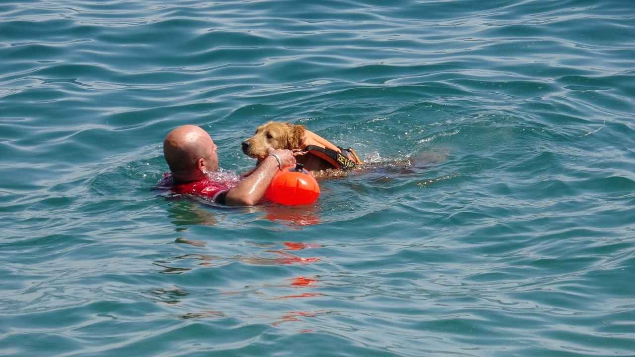 Türkiye'nin İlk Sivil Sualtı Kurtarma Köpeği Antalya'da! 4