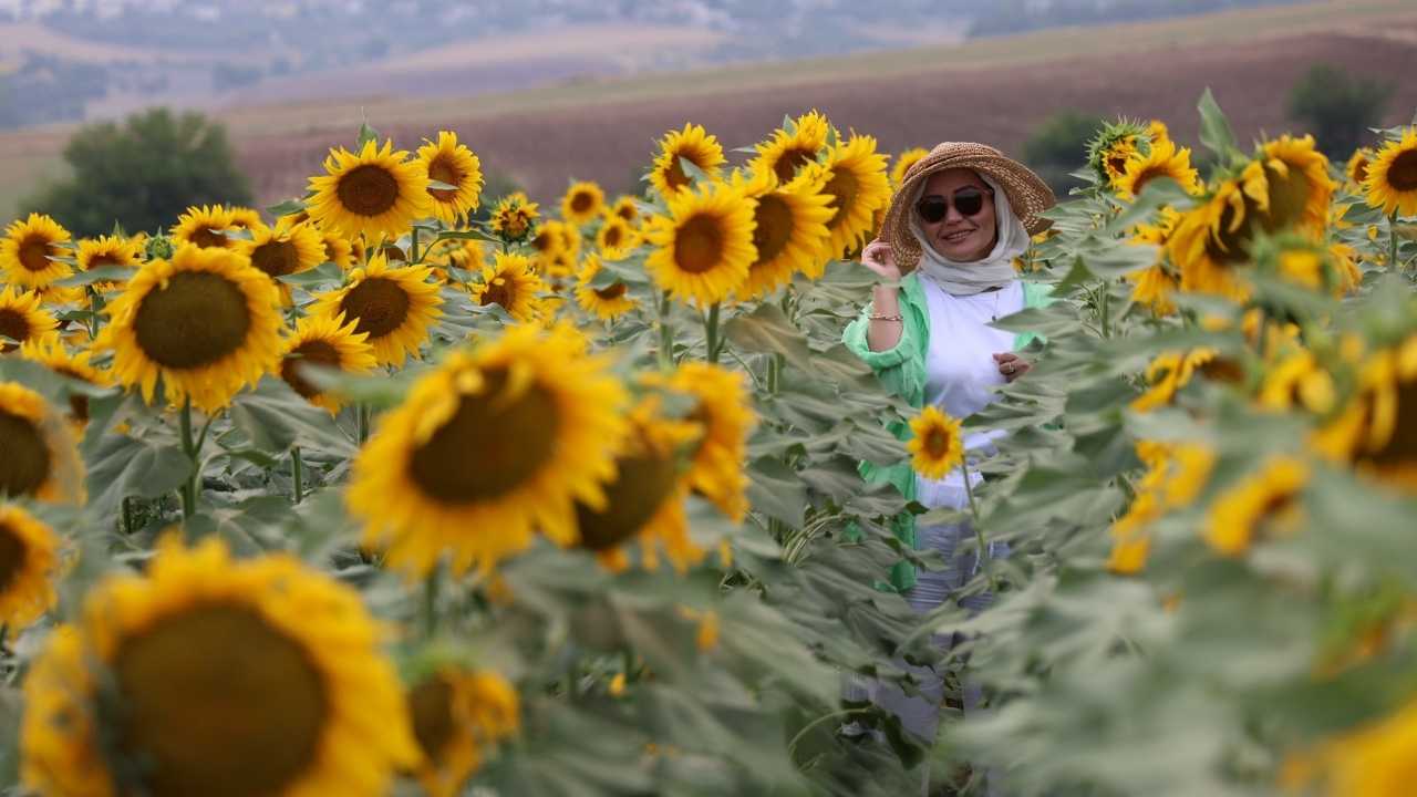 Adana’da Ayçiçek Tarlaları Fotoğraf Stüdyosuna Döndü3